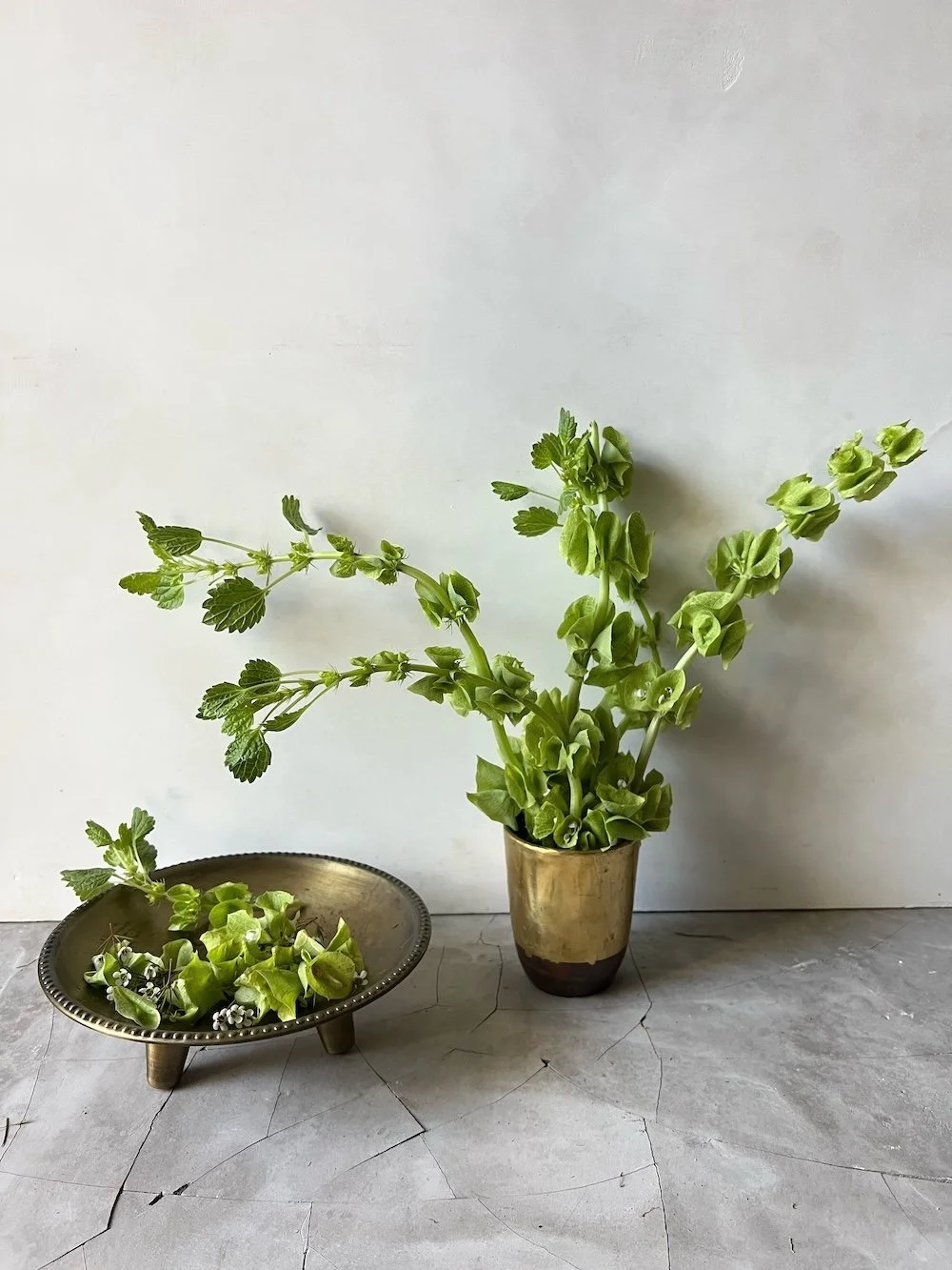 Plant and food styling Karen Ferries