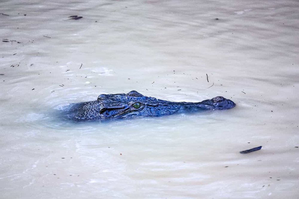 achtsam reisen Krokodil Fluss