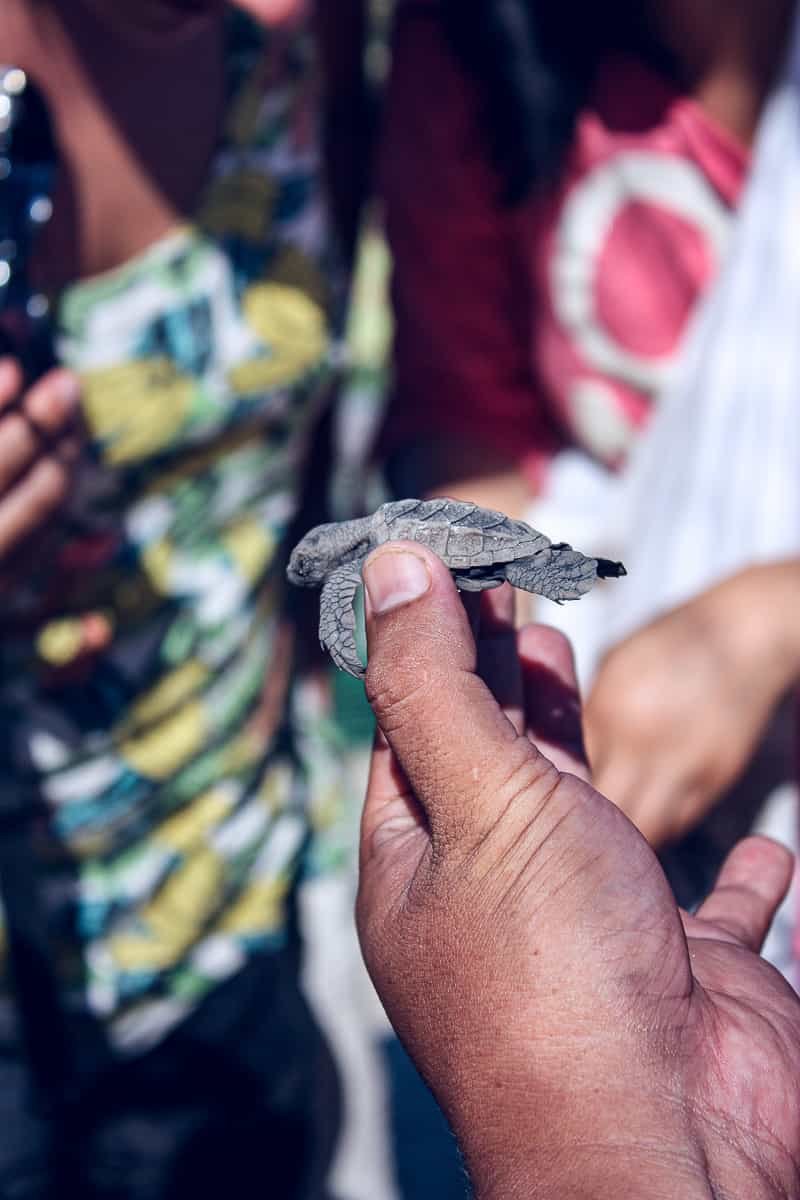 achtsam reisen Borneo Pulau Libaran Schildkroete