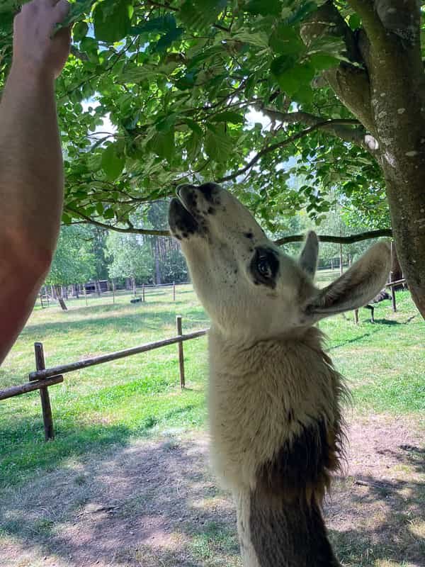 eifel hellenthal wildpark lama