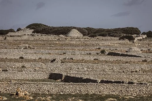 Exposición ”Paredadors i pedrers, en peligro de extinción”, de Anna Lofi