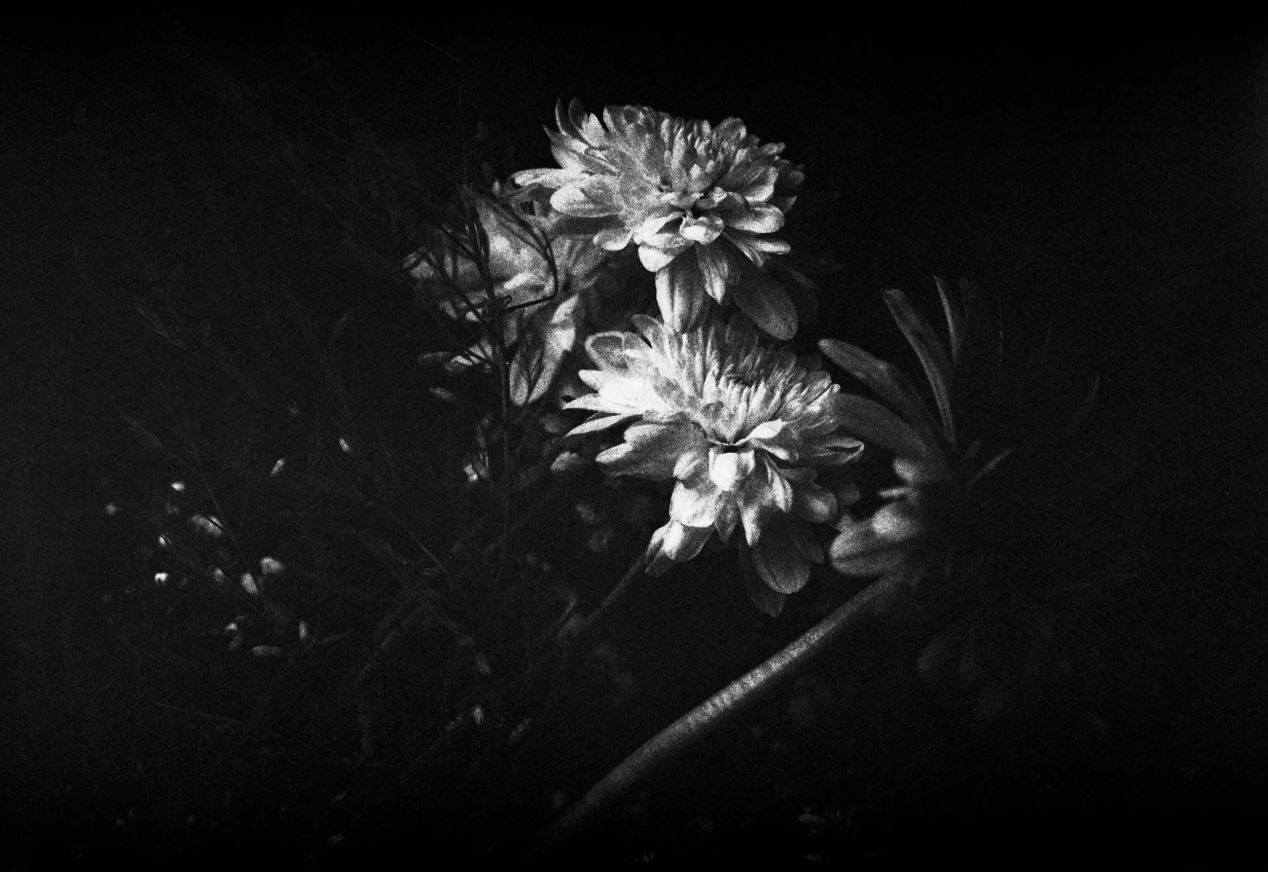Como una flor perdida en la inmensidad