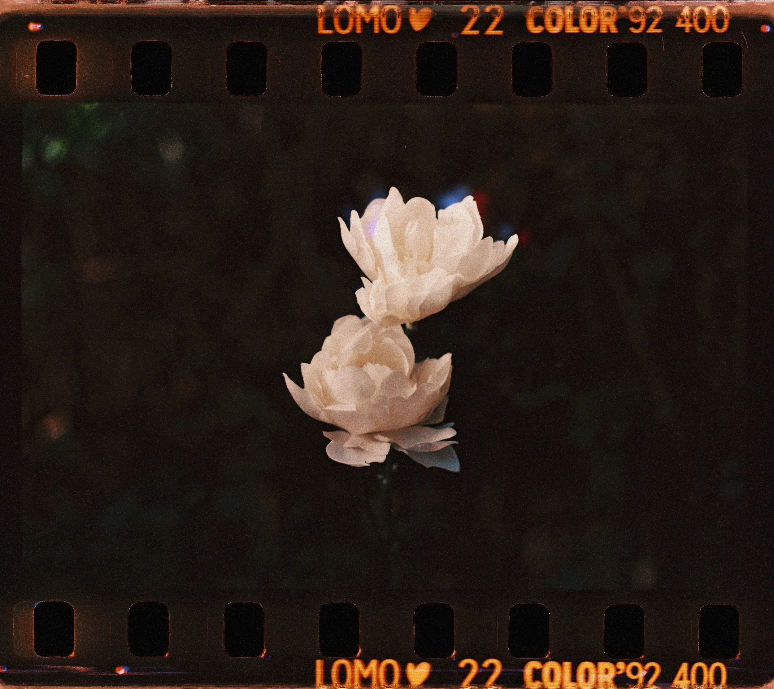 Herbario para ángeles rotos