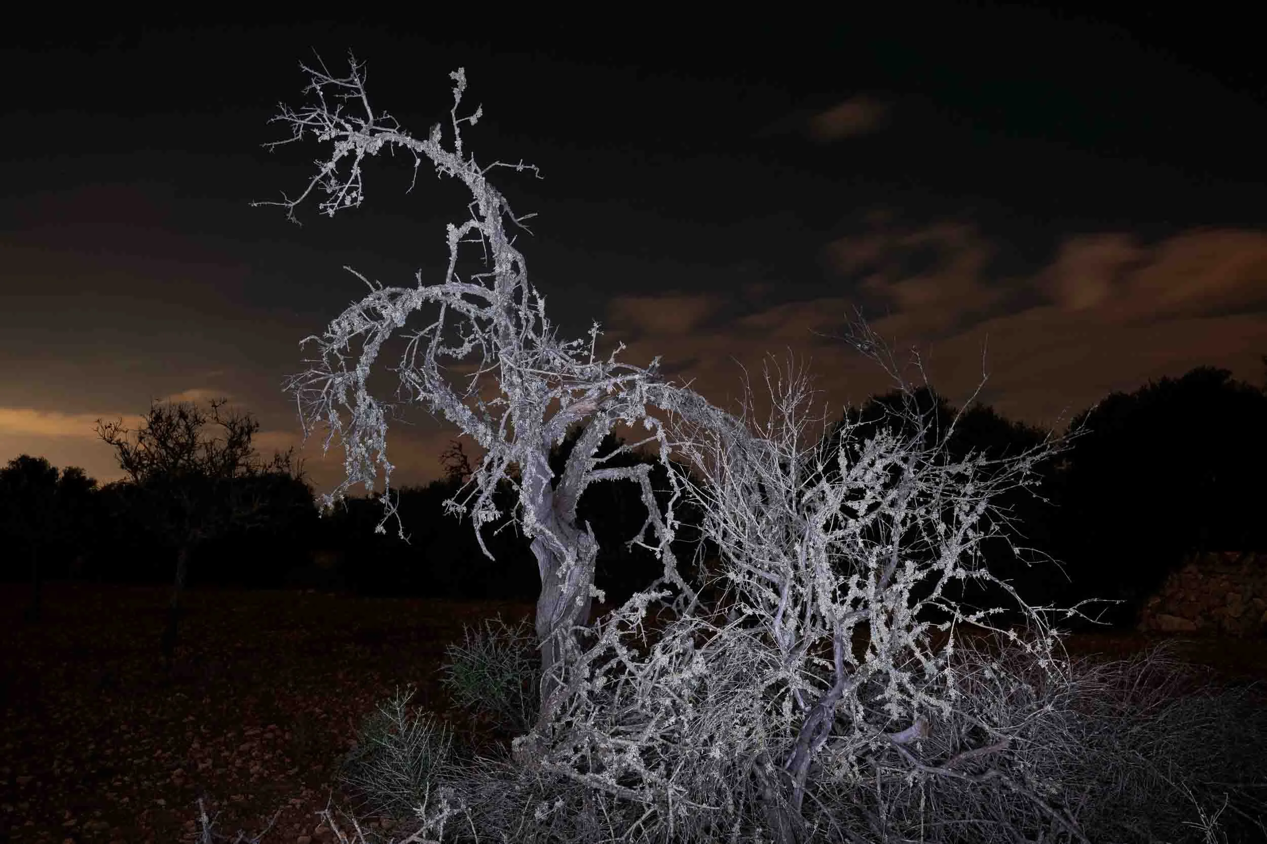 Exposición “La vía Láctea. Retratar árboles“ de Joan Fontcuberta