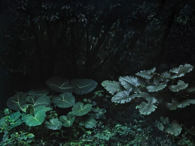 PHE26: Exposición “Tropicália”. María Ana Vasco Costa, Márcio Vilela, Ariamna Contino