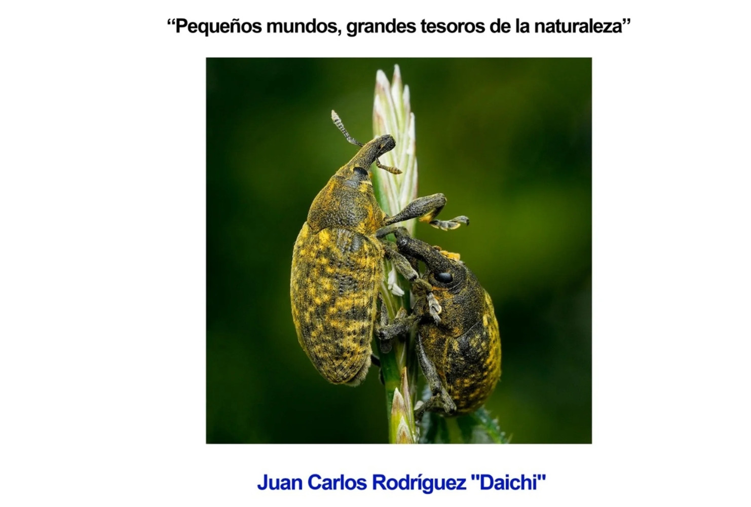 Exposición “Pequeños mundos, grandes tesoros de la naturaleza”, Juan Carlos Rodríguez "Daichi"
