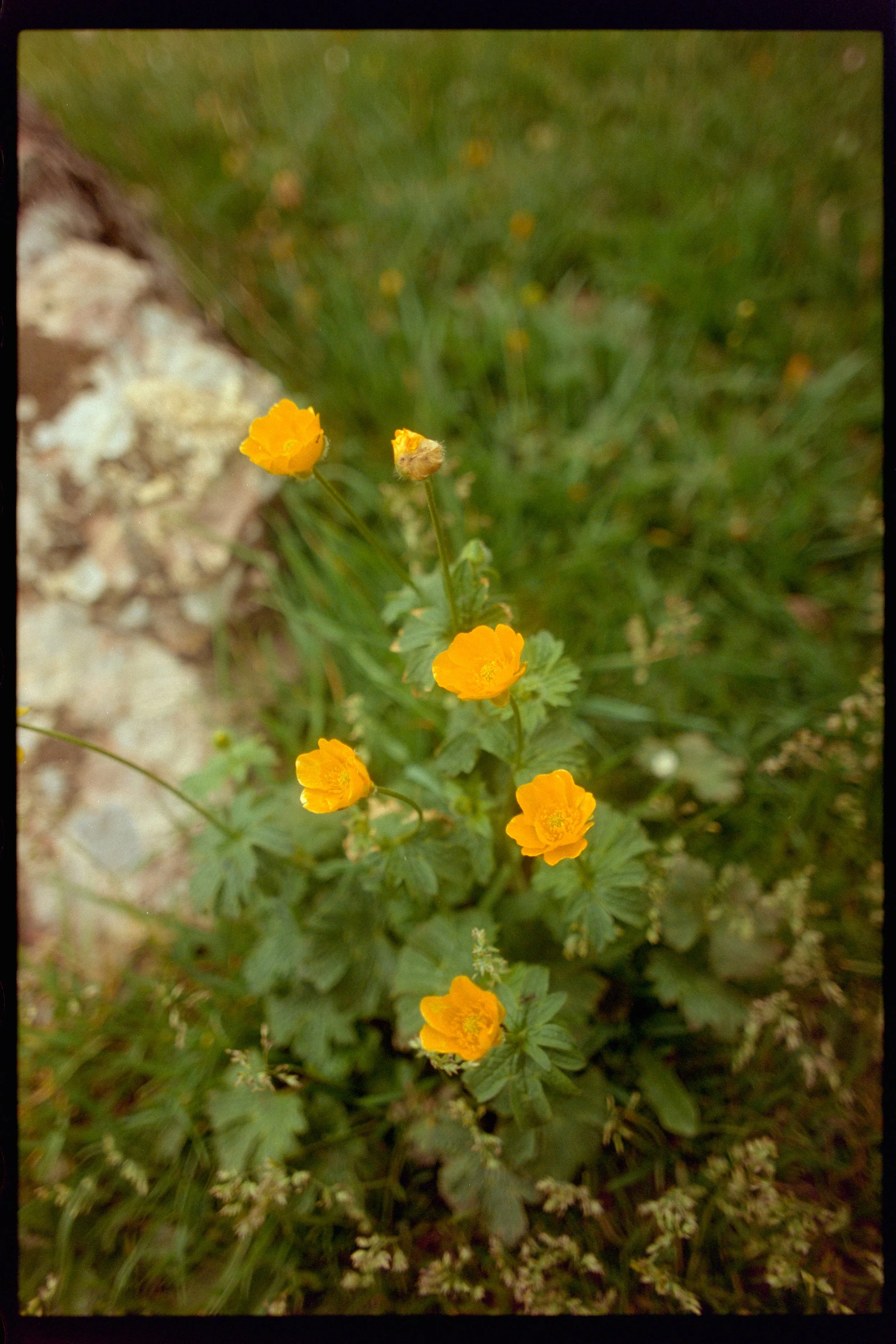 Capture00833.jpg