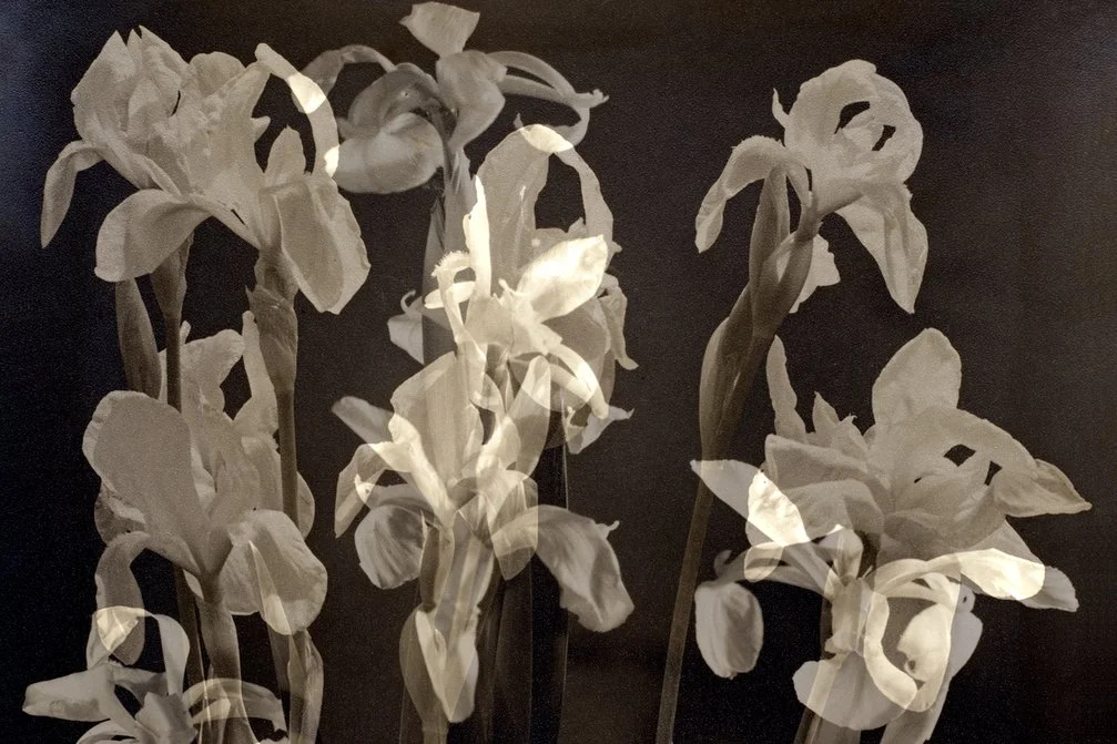 Exposición ‘Un elefante en el jardín’, de Sylvie Bussières