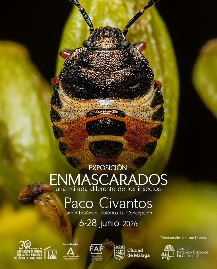 Exposición “ENMASCARADOS, una mirada diferente de los insectos"