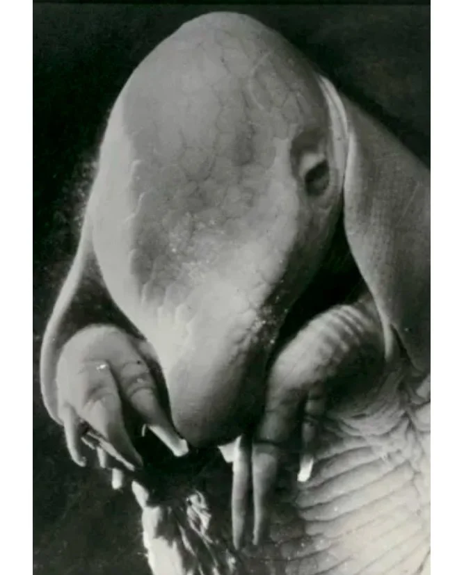 Fotografía de un armadillo disecado.