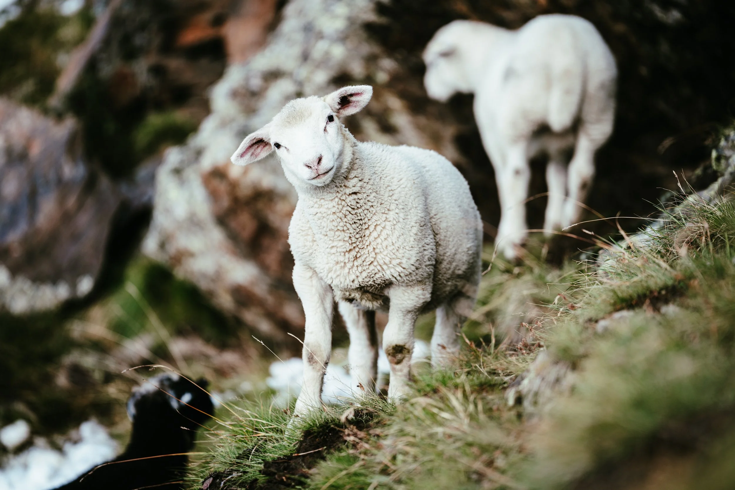 Curious Baby Sheep
