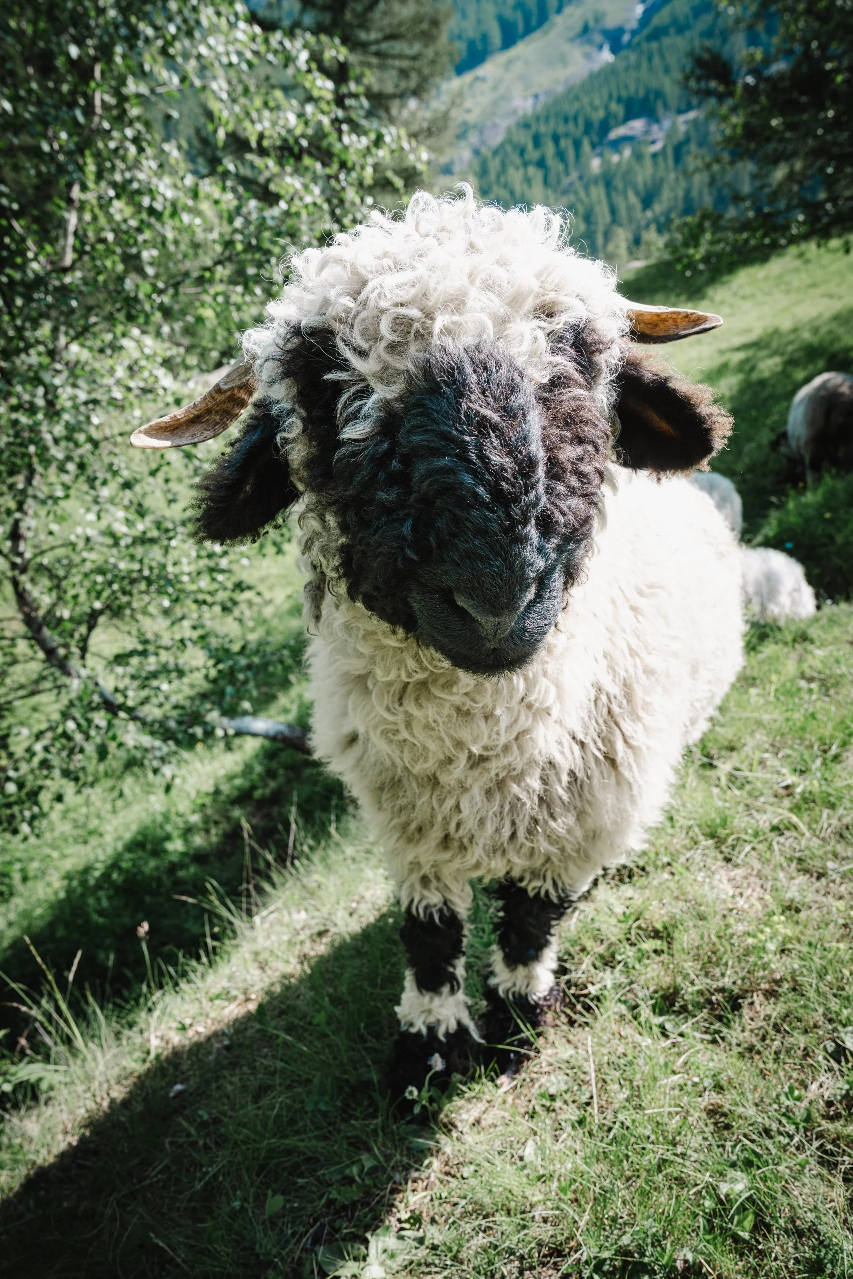 Saas Valley Black Nose Sheep