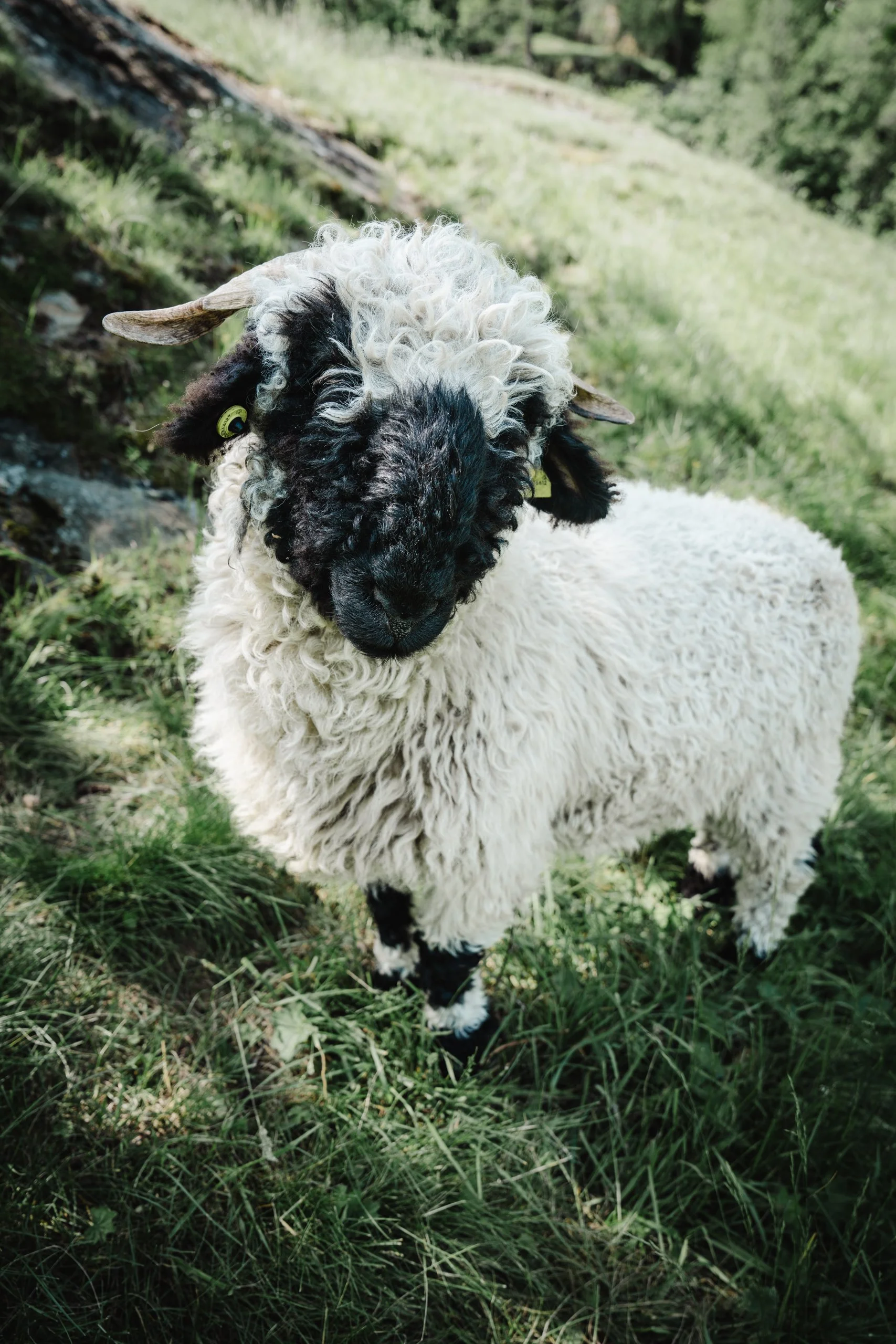 17. Juni 2023_Schafe Saastal_674.jpg