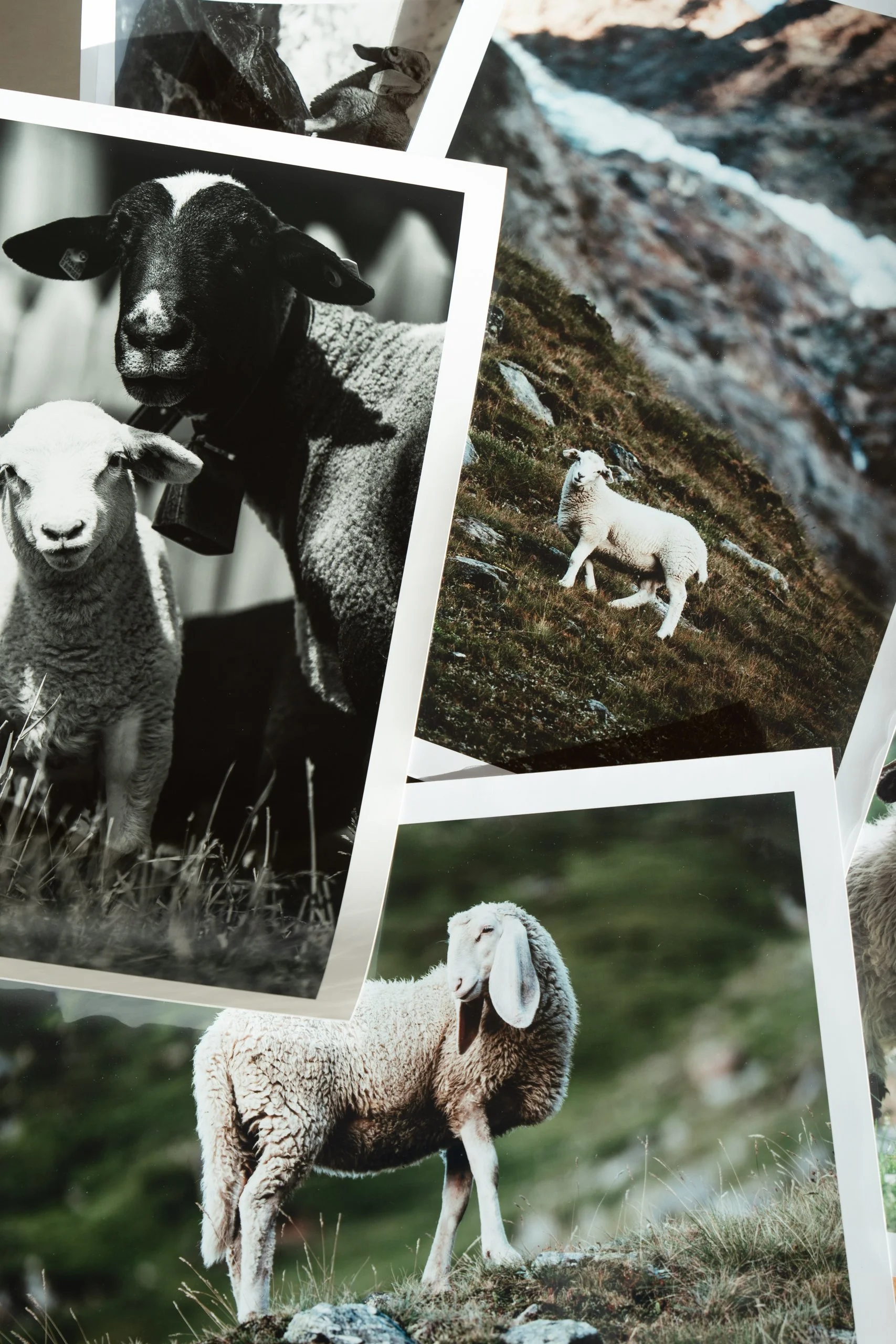 25. November 2023_product pics_schafe_058.jpg