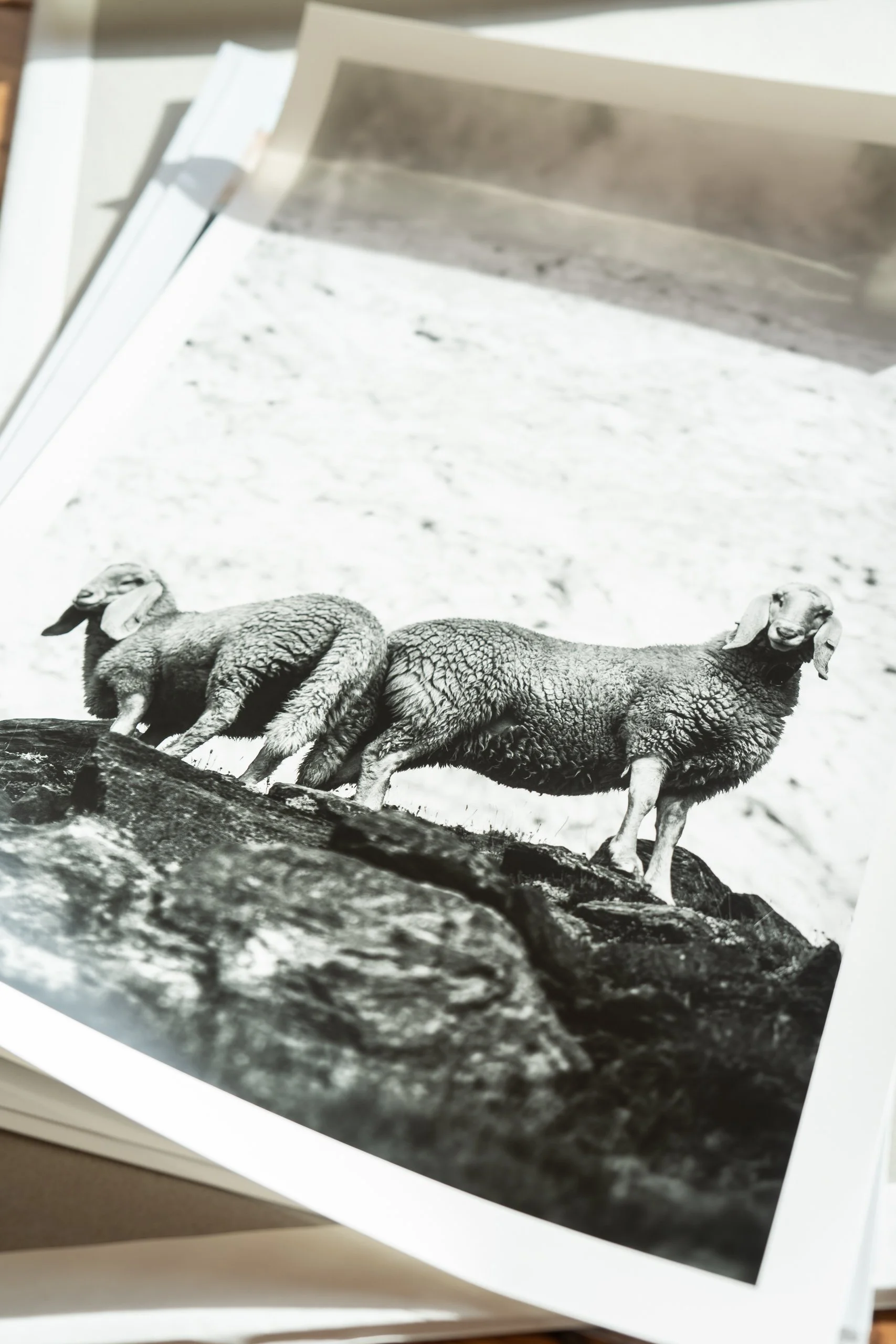 25. November 2023_product pics_schafe_016.jpg