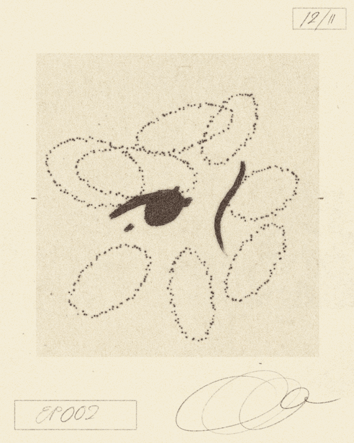 iris wildros ephemera