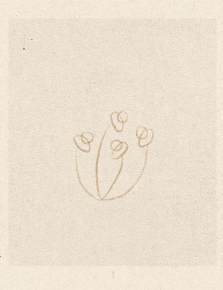 iris wildros animation