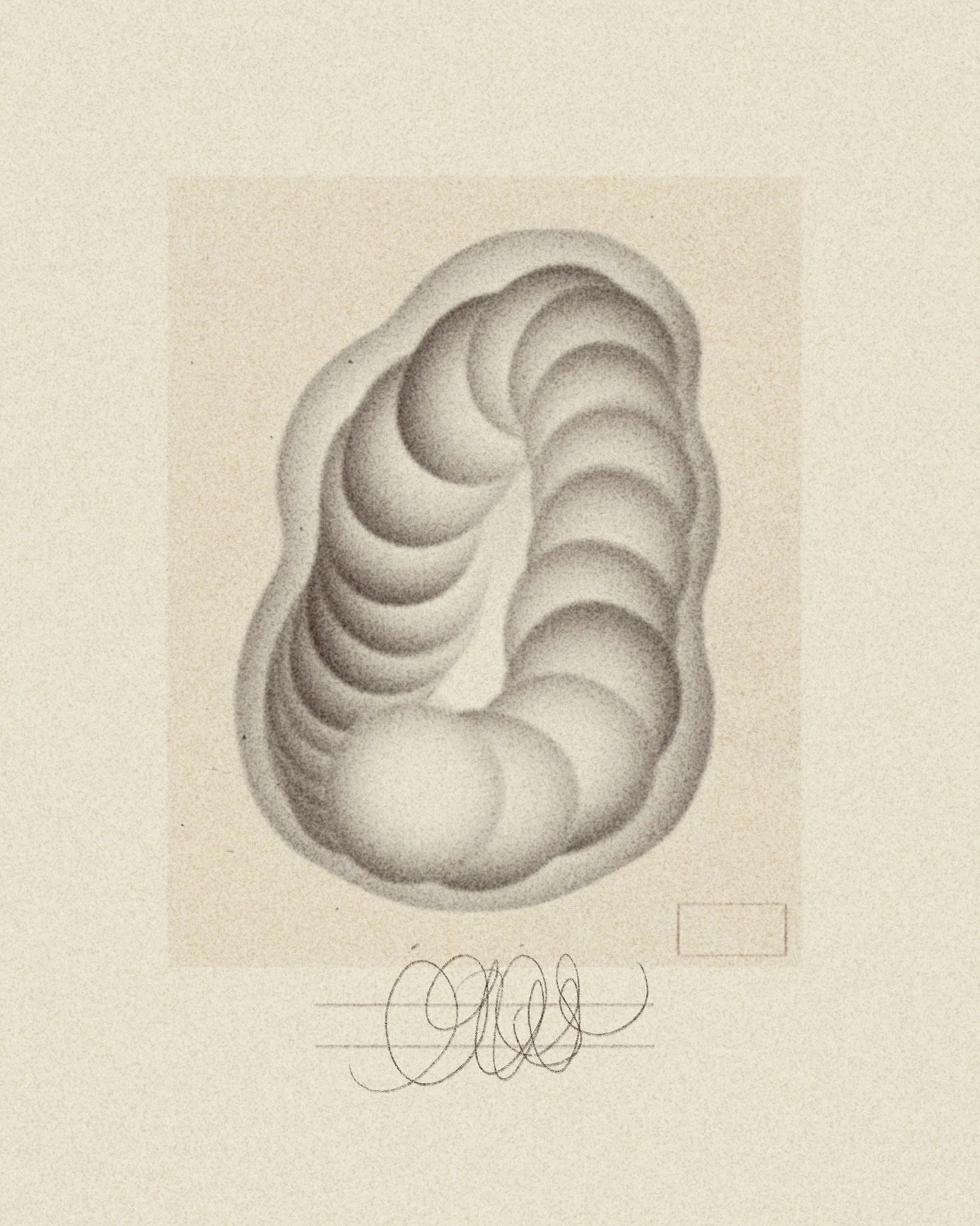 iris wildros illustration