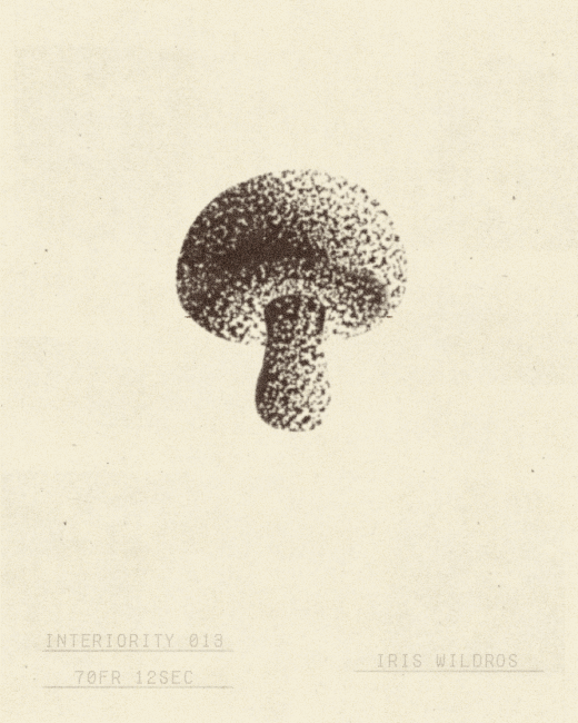 iris wildros mushroom animation