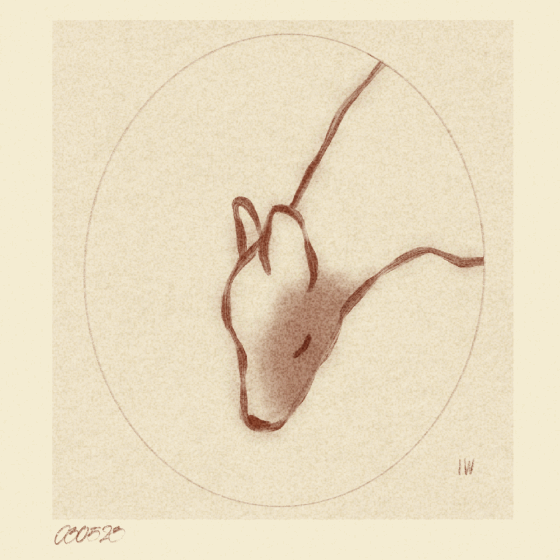 Iris Wildros Animation