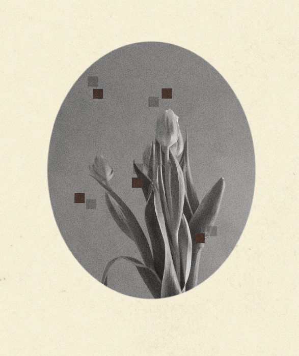 iris wildros tulip animation