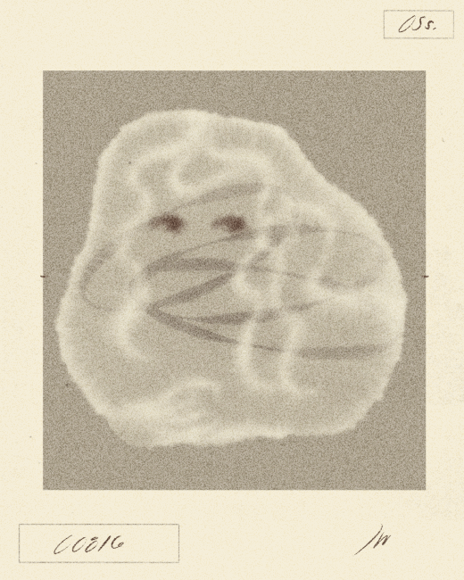 iris wildros animation