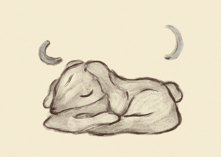 iris wildros lamb animation