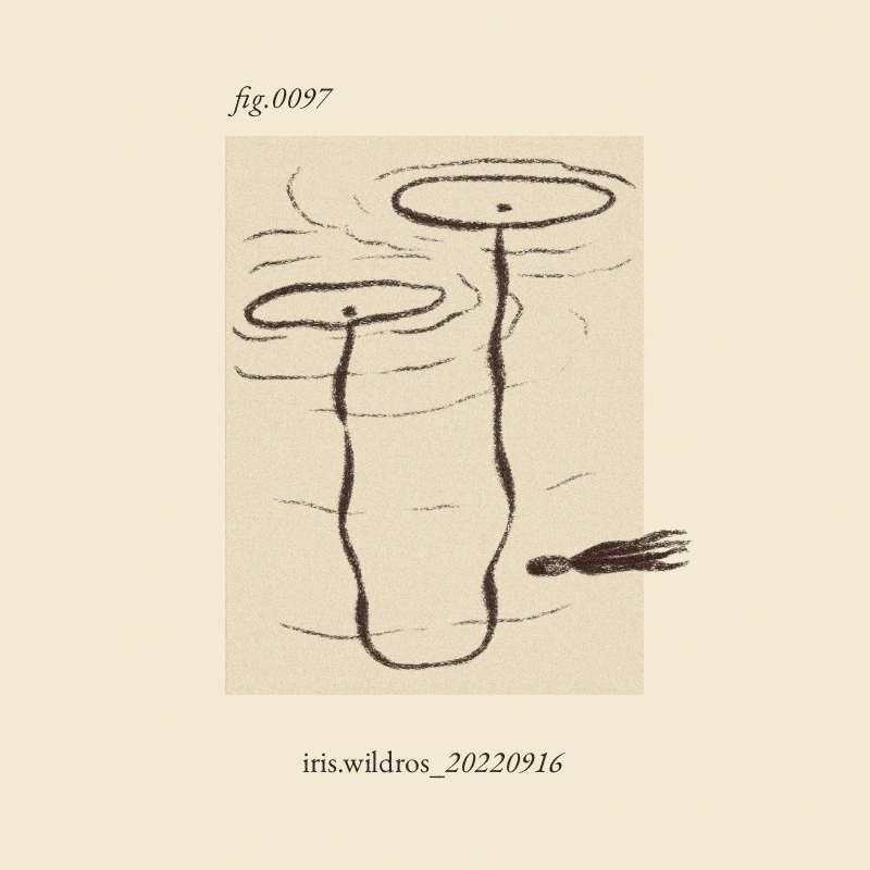 iris wildros animation