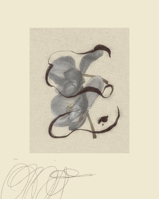 iris wildros orchids