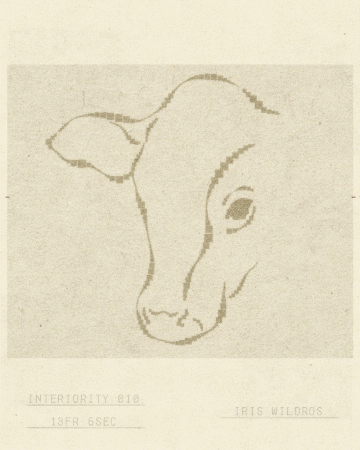 iris wildros cow animation