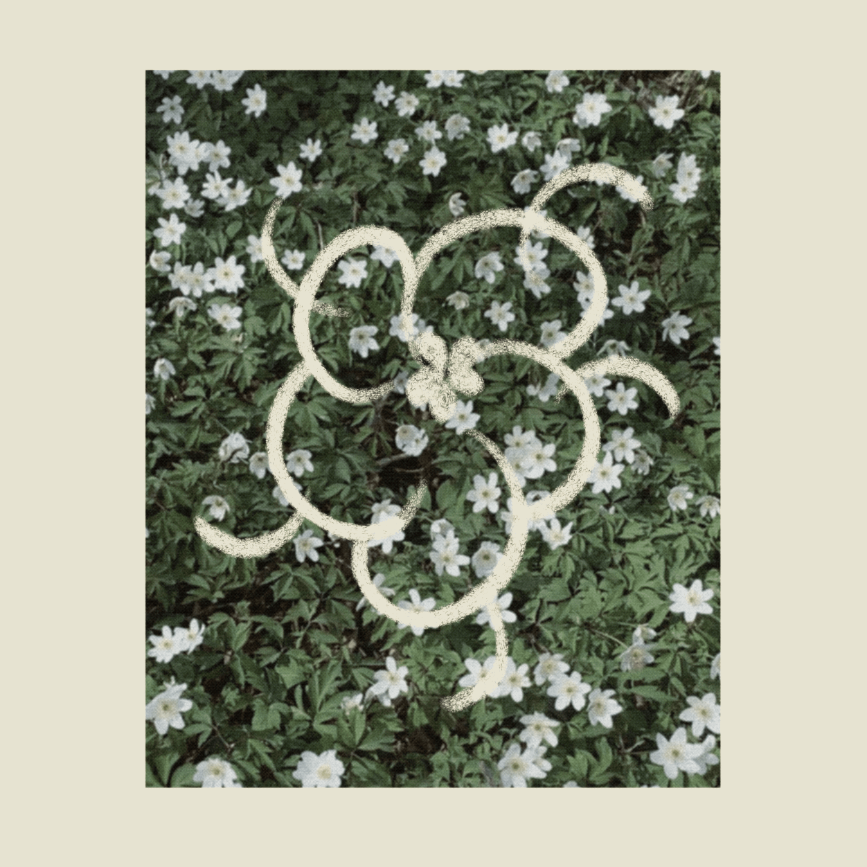 iris wildros animation