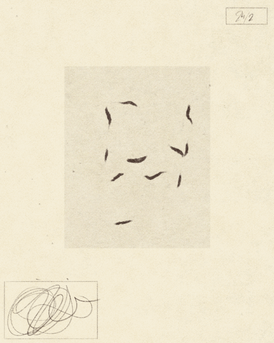 iris wildros butterfly animation