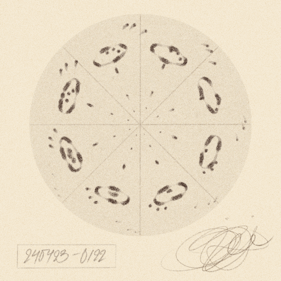 Iris Wildros Animation