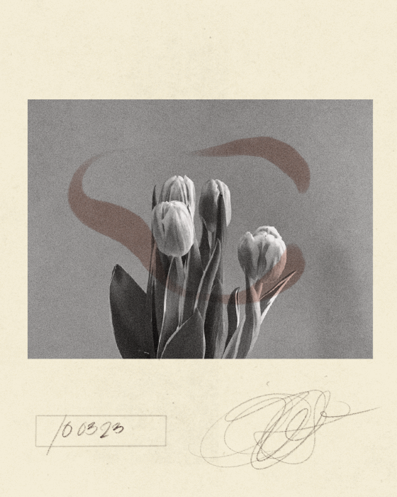 iris wildros tulip animation