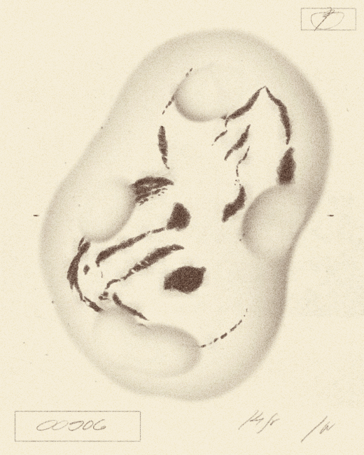 00906 - iris wildros