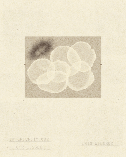 iris wildros abstract animation