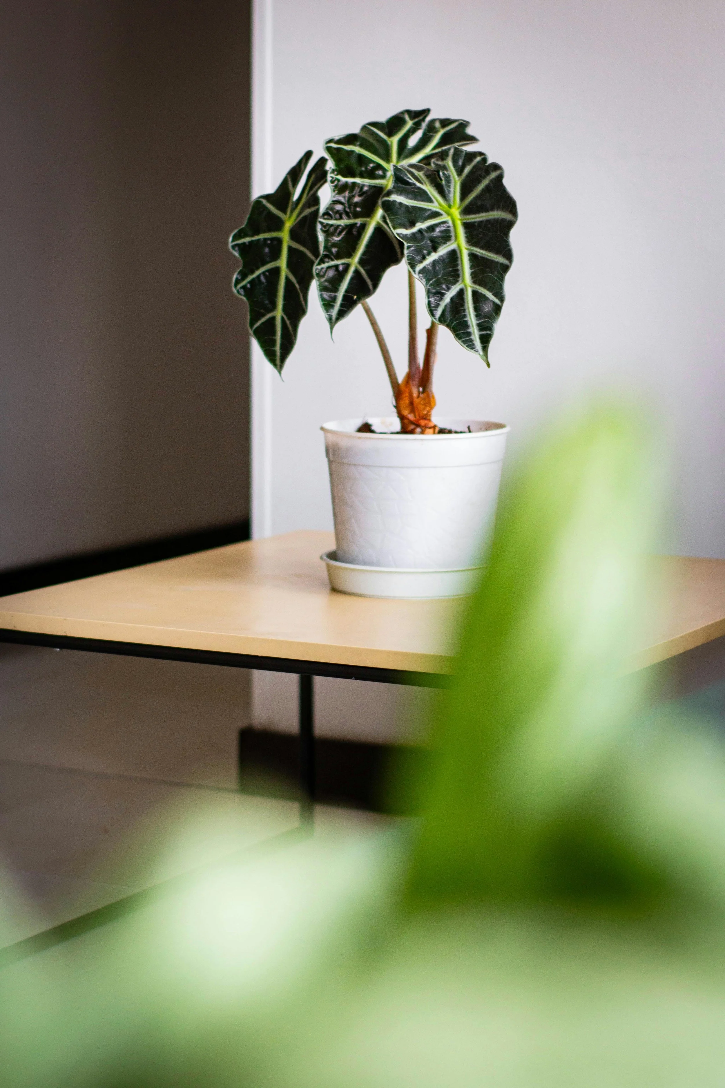 Why So Many Thyroid Patients Still Don’t Feel Better, and What Can Be Done About It