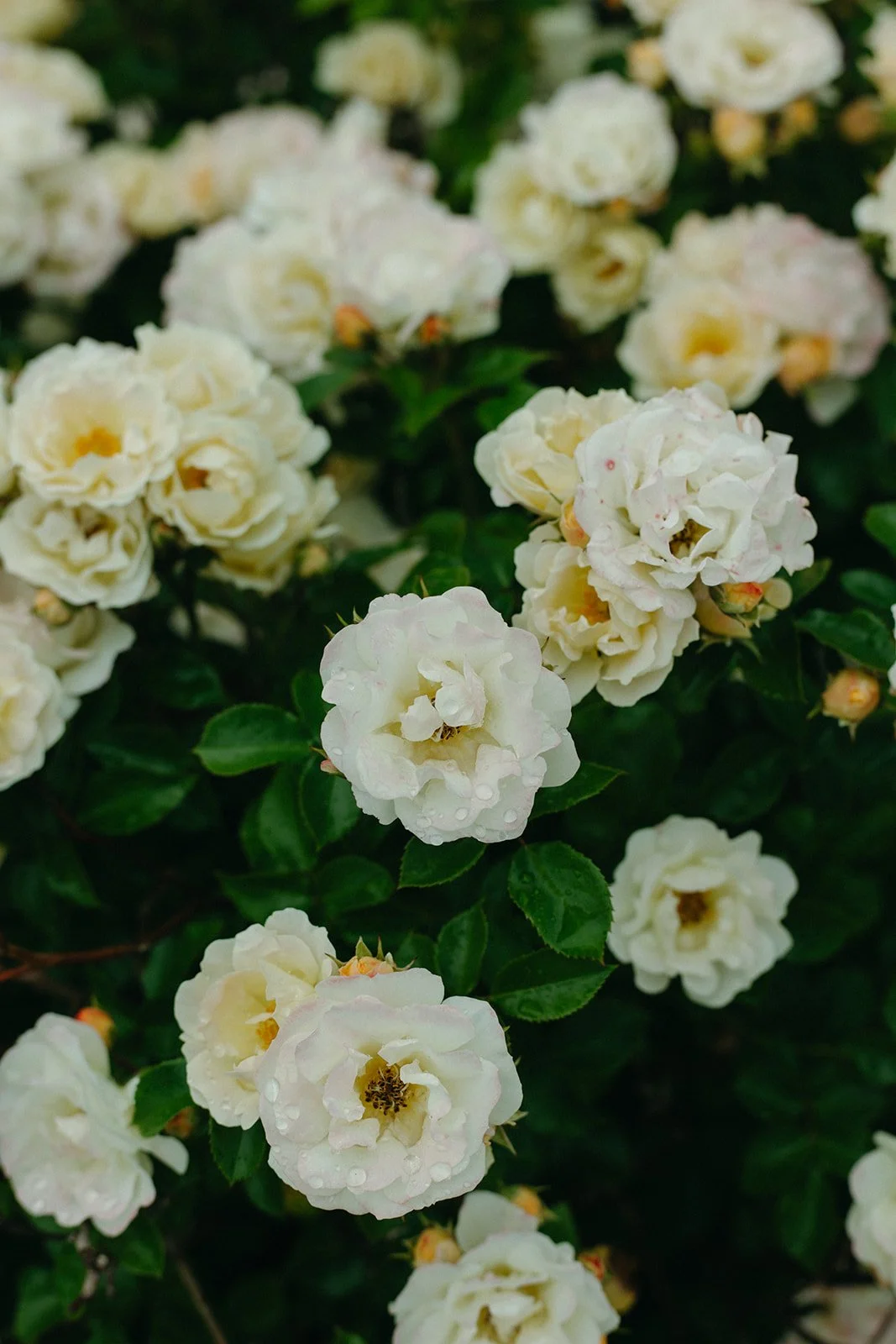 DP6A9968.jpg