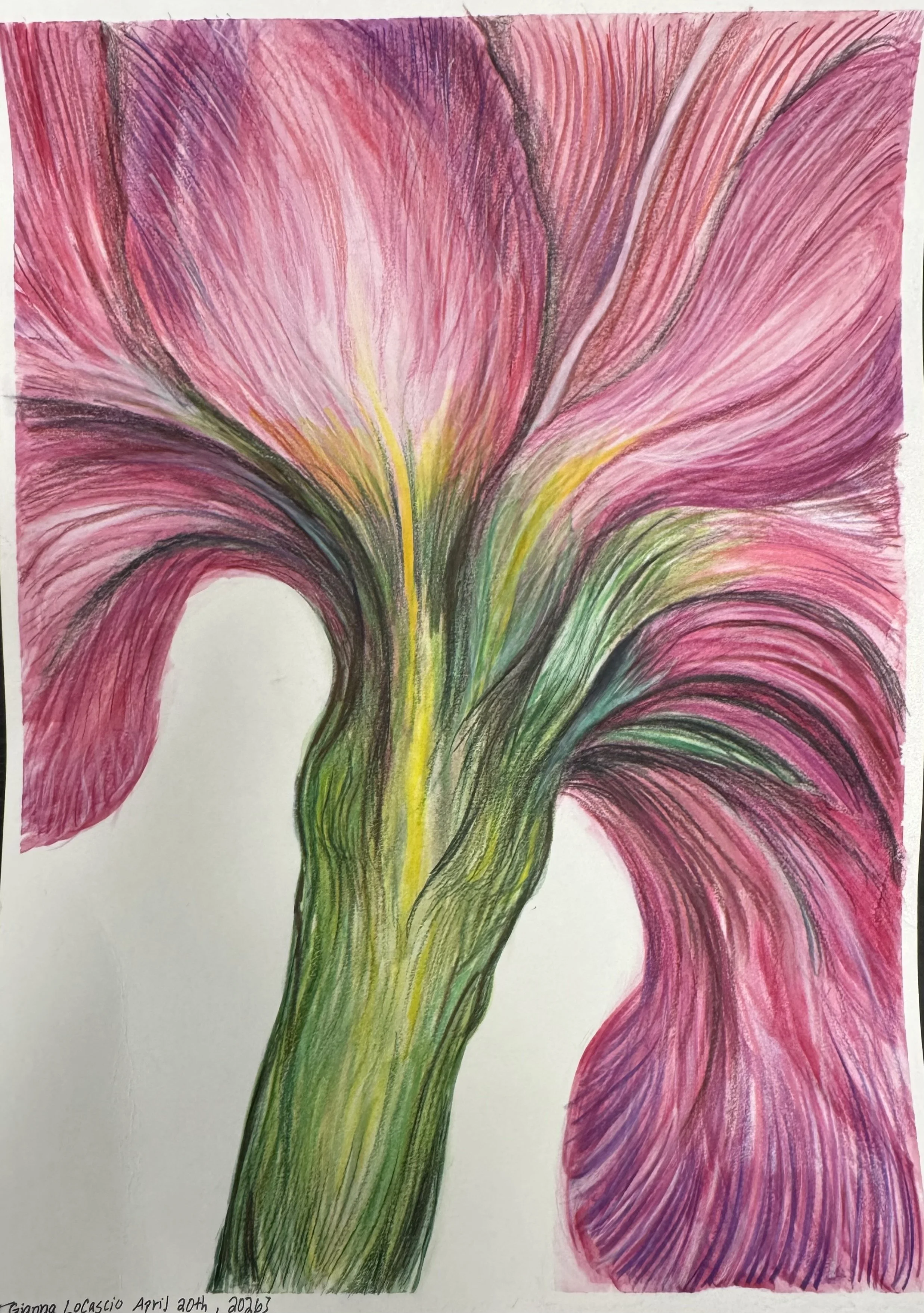 Pink Flower (7)