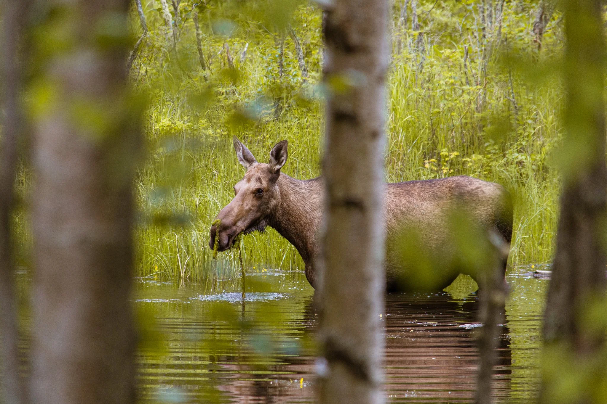 Alaska_MOOSE.jpg