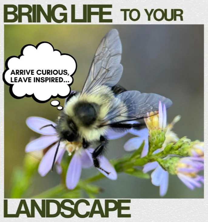 “BRING LIFE to your LANDSCAPE” w/ Johanna Garrison, local pollinator advocate