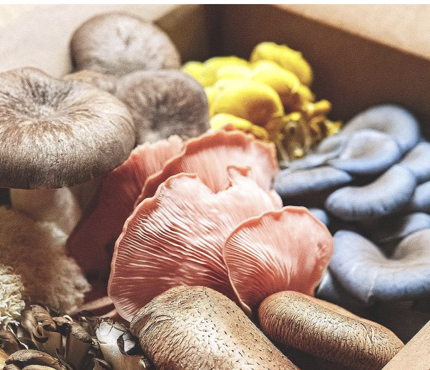 Tivoli Mushrooms.png