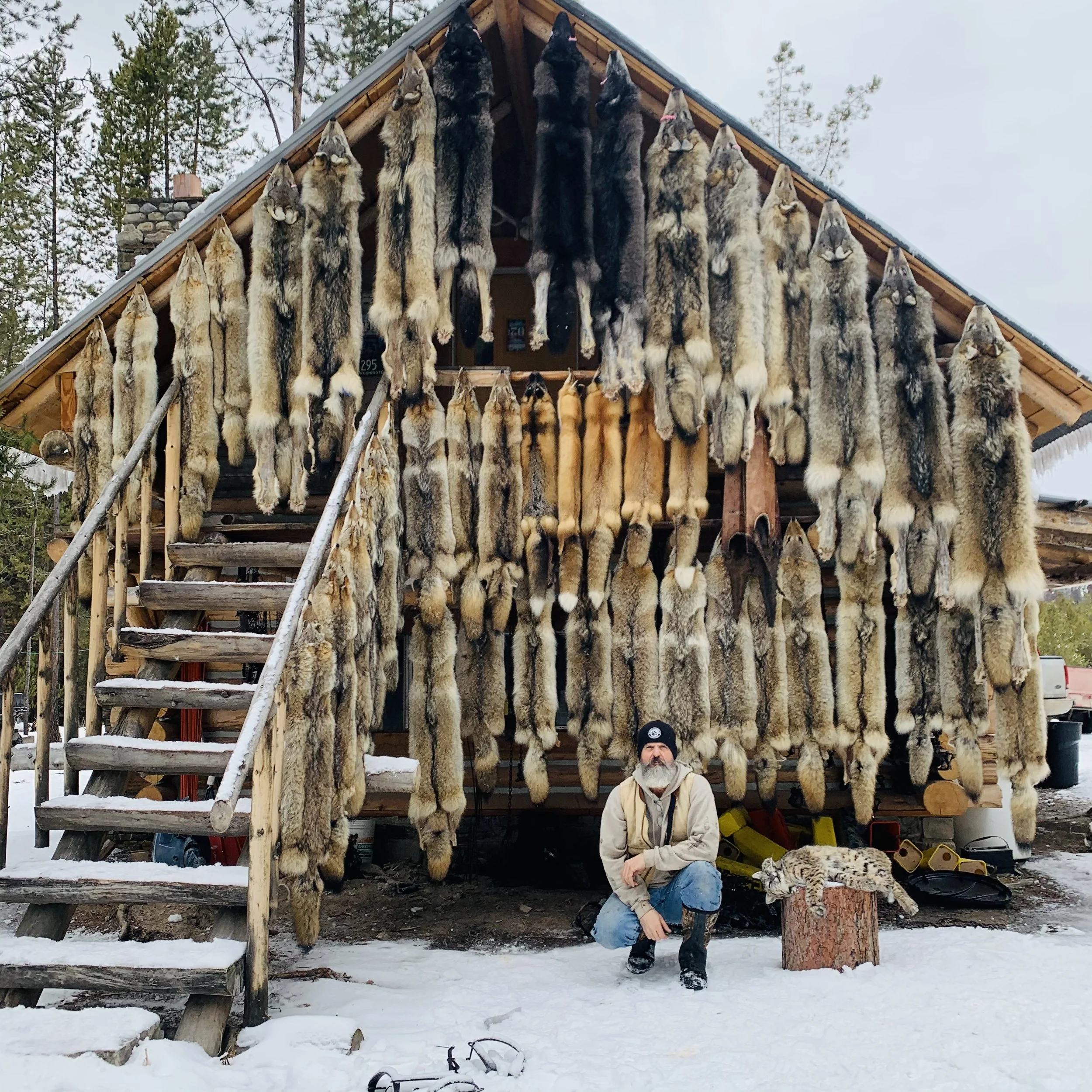 Fur Shed — Montana Wolf Trapper