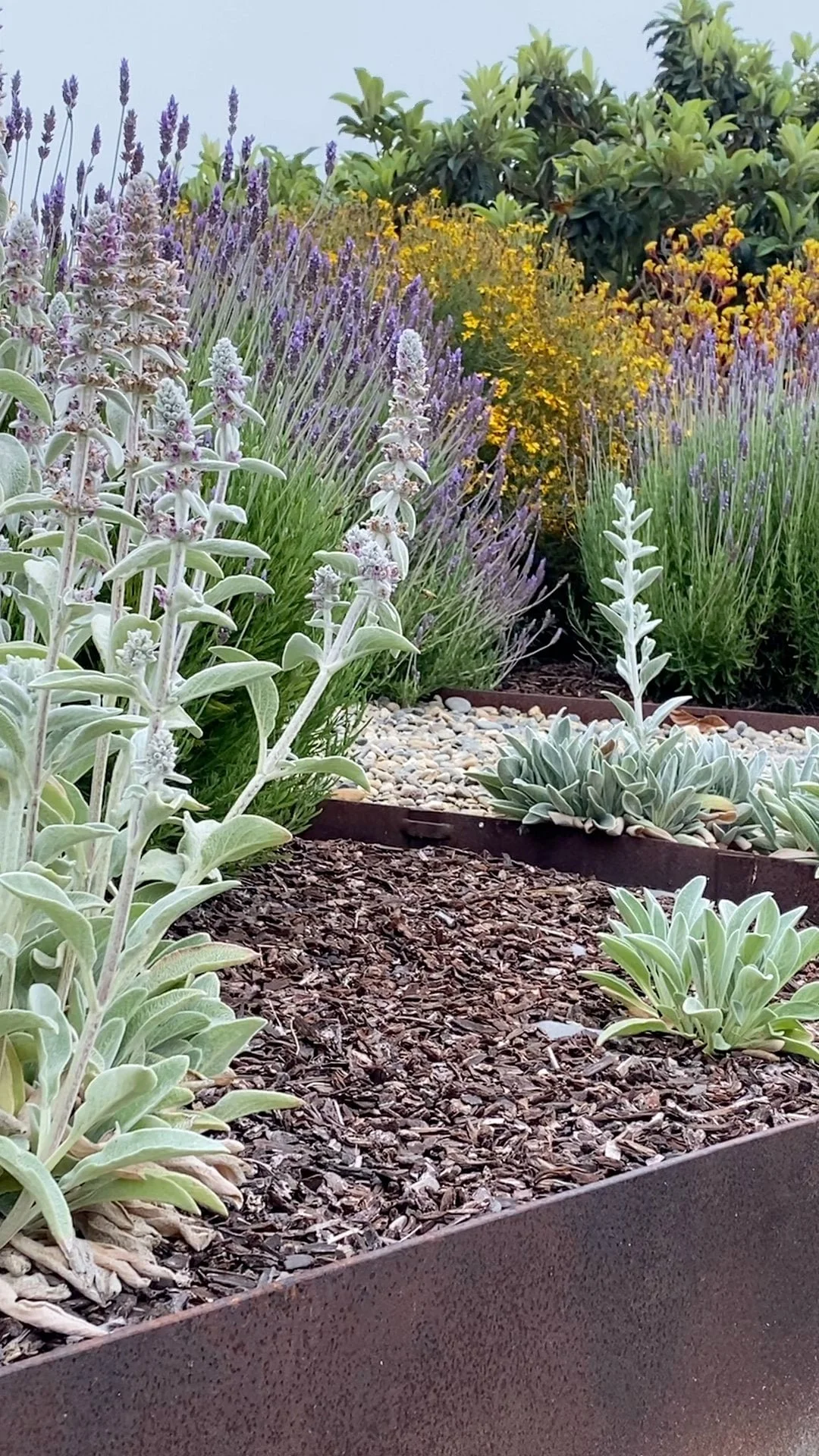 Modern Landscape Design by REDInteriors Interior Designer in La Jolla, CA (1).jpg