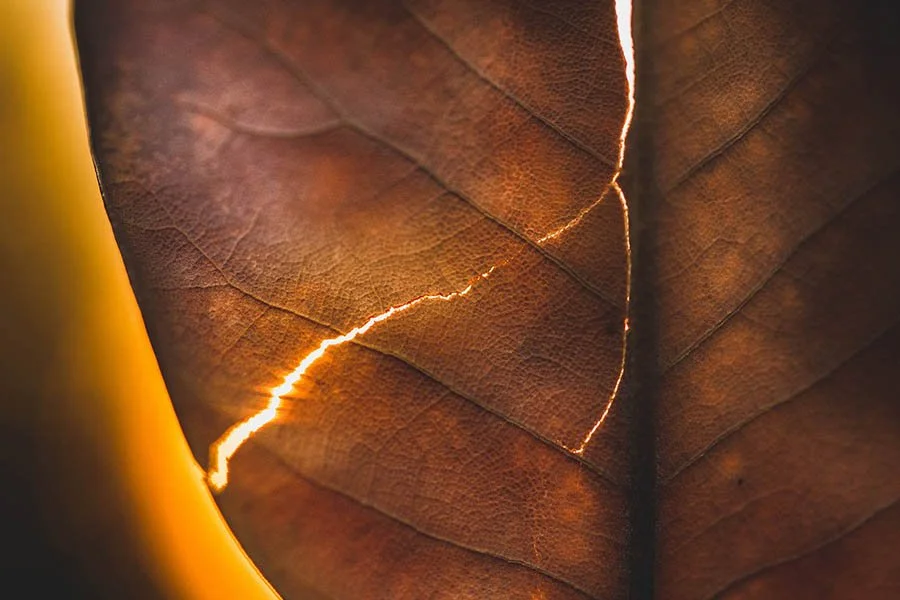 JyotsnaBhamidipati_01-Line of fire.jpg