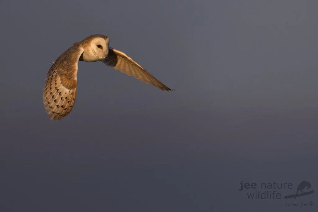 Another valuable Nikon Z9 firmware update!