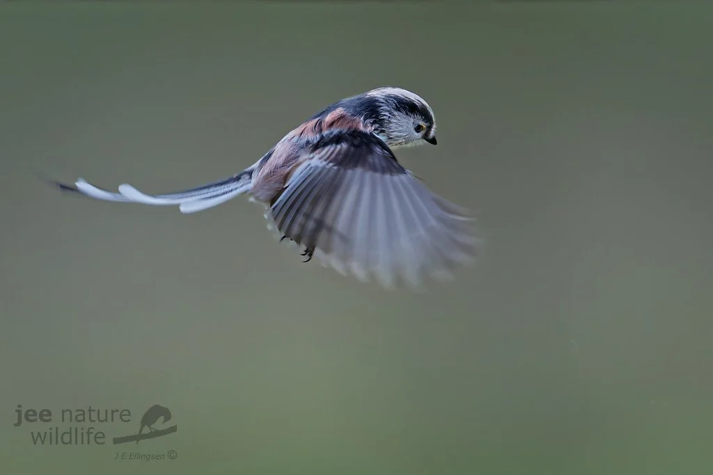 Using CFexpress v4.0 cards with the Nikon Z9