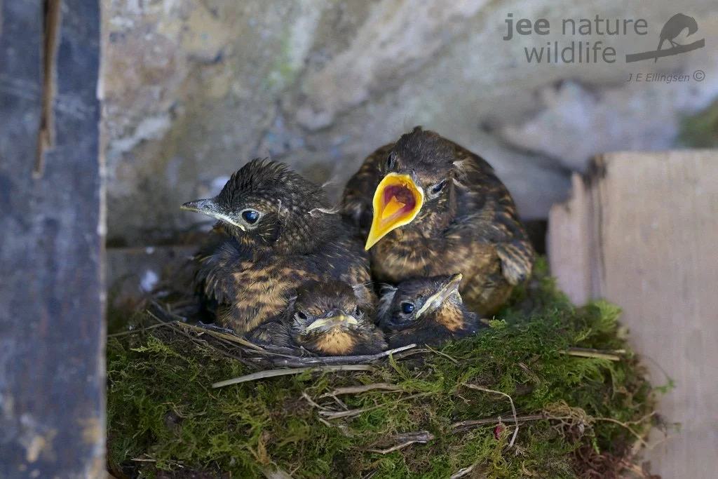 Say hello to a new generation of Blackbirds