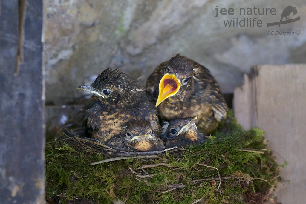 Say hello to a new generation of Blackbirds