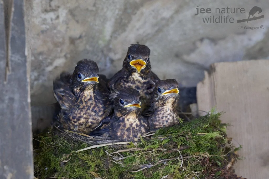 Say hello to a new generation of Blackbirds